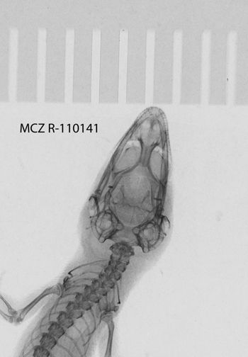 Media type: image;   Herpetology R-110141